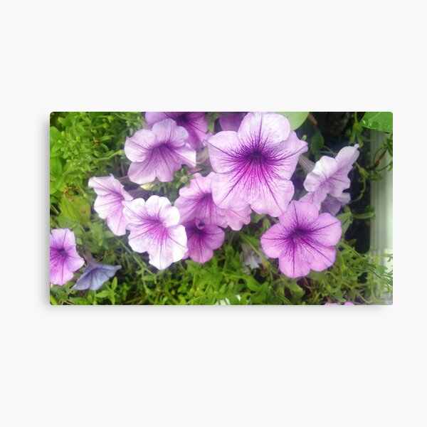 Lavender Petunias with Dark Purple Sunburst Centers Canvas Print