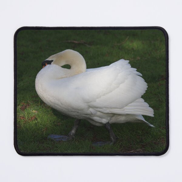 Item preview, Walking Swan designed and sold by jfrostphotos.