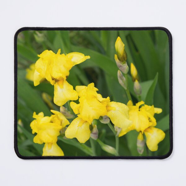 Item preview, Garden Bunch of Bright Yellow Iris Blossoms designed and sold by Georgia Mizuleva.
