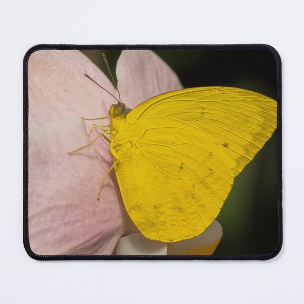 Item preview, Phoebis Agarithe designed and sold by MS.photo.