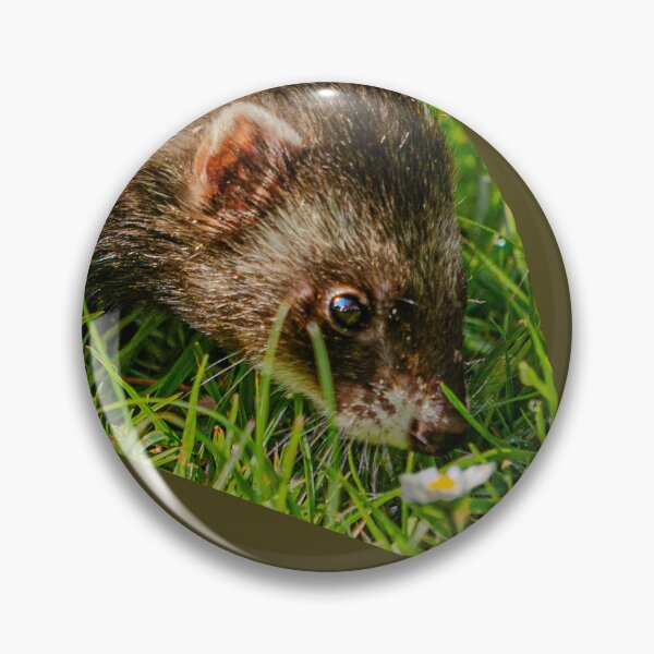 Item preview,  Ferret sniffing a daisy designed and sold by Dalyndigital Photography.