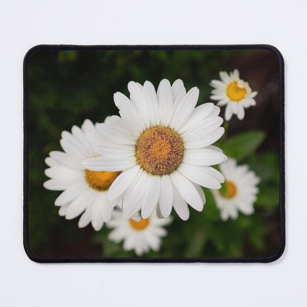 Item preview, Cape Cod White Daisies Summer Botanical Close Up designed and sold by MDCCo.