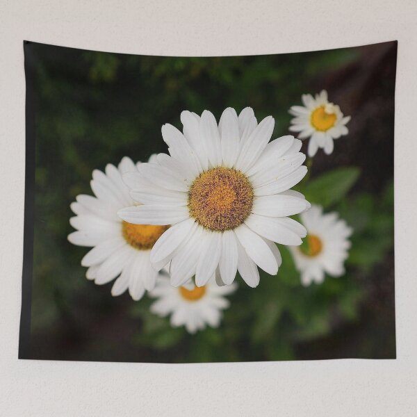 Item preview, Cape Cod White Daisies Summer Botanical Close Up designed and sold by MDCCo.
