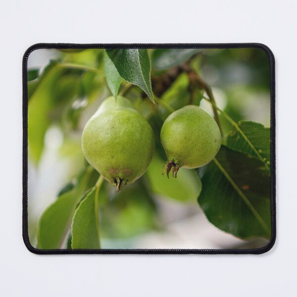 Item preview,  Pears on Branch Cape Cod Summer Nature designed and sold by MDCCo.