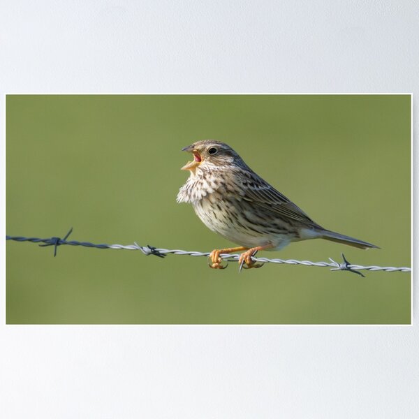 Item preview, Corn Bunting designed and sold by LaurenTucker.