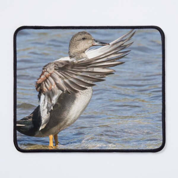 Item preview, Gadwall designed and sold by LaurenTucker.
