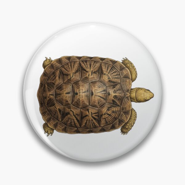 Item preview, Pancake Tortoise designed and sold by Chaoscience.