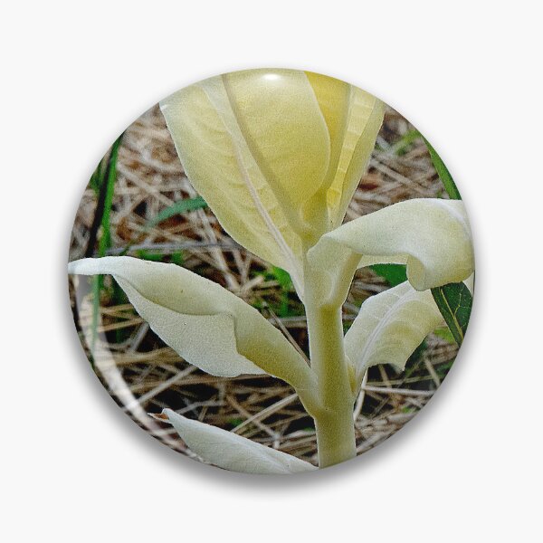 Artikelvorschau, Weiße Seidenpflanze, seltene genetische Mutation, Asclepias syriaca entworfen und verkauft von AMacGPhilly.
