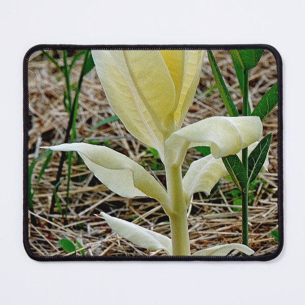 Item preview, White Milkweed, Rare Genetic Mutation, Asclepias syriaca  designed and sold by AMacGPhilly.