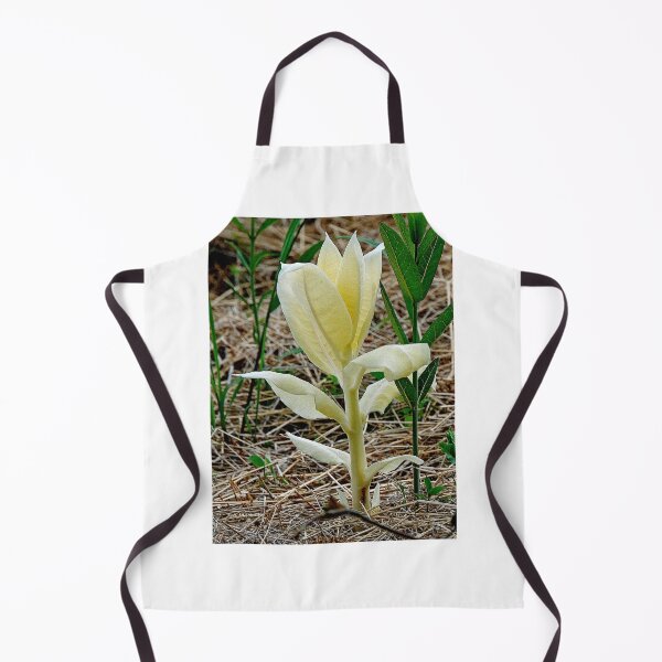 Item preview, White Milkweed, Rare Genetic Mutation, Asclepias syriaca  designed and sold by AMacGPhilly.