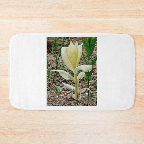 Item preview, White Milkweed, Rare Genetic Mutation, Asclepias syriaca  designed and sold by AMacGPhilly.