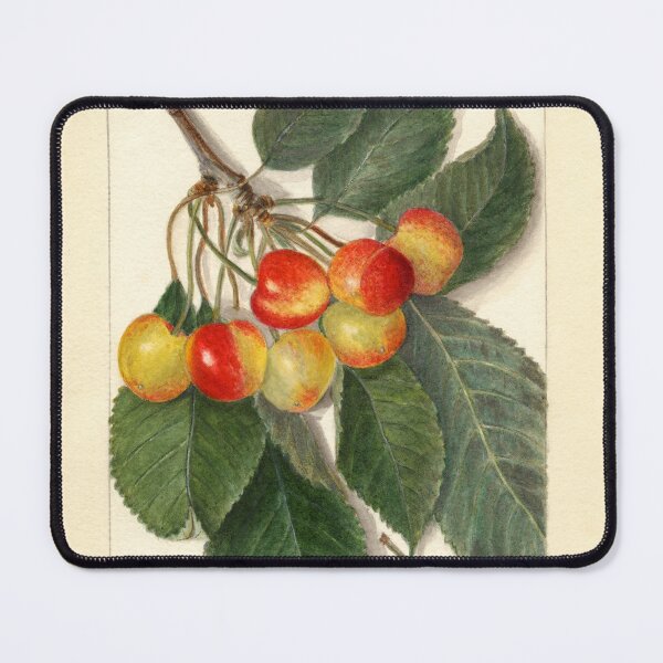 Item preview, Prunus Avium Rockport 1913 designed and sold by Glimmersmith.