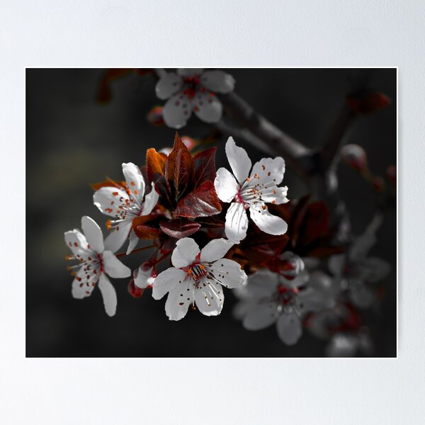 Item preview, Spring Blossoms color isolation edit designed and sold by Cblifeisgood.