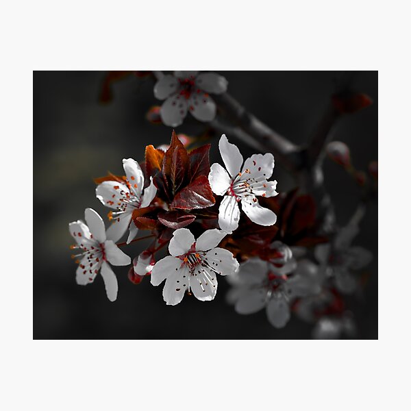 Item preview, Spring Blossoms color isolation edit designed and sold by Cblifeisgood.