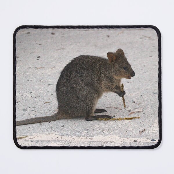 Item preview, QUOKKA in Town designed and sold by Asoka.