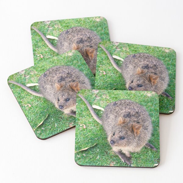 Item preview, QUOKKA  on Rottnest Island designed and sold by Asoka.