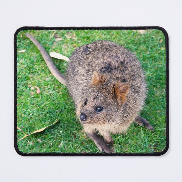 Item preview, QUOKKA on Rottnest Island designed and sold by Asoka.