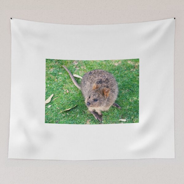 Item preview, QUOKKA  on Rottnest Island designed and sold by Asoka.