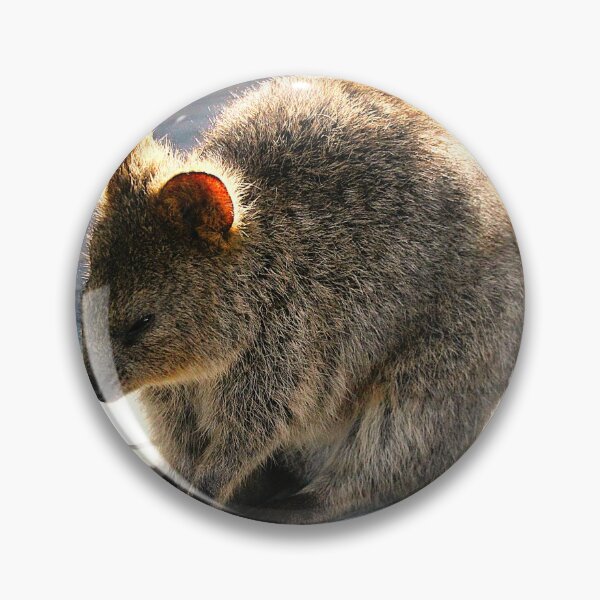 Item preview, Quokka Naptime designed and sold by Asoka.