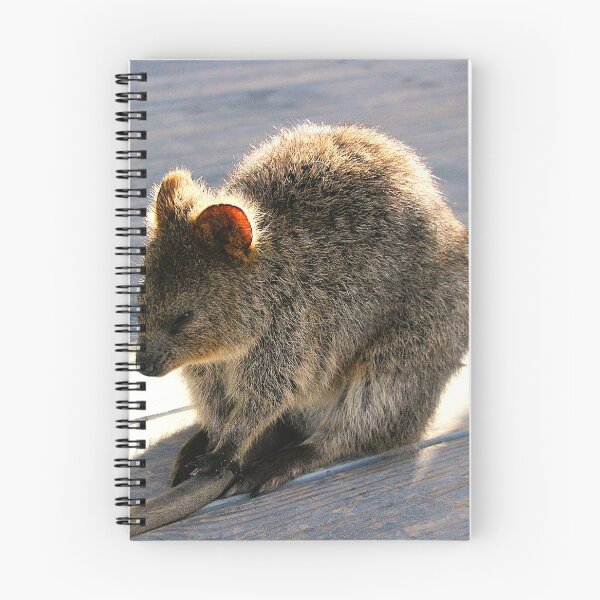 Item preview, Quokka Naptime designed and sold by Asoka.