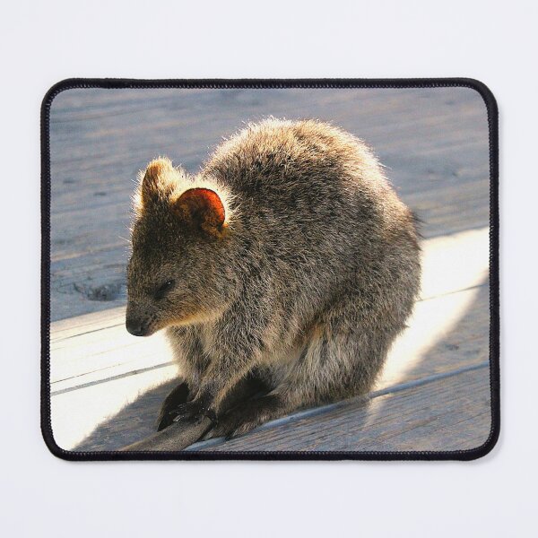Item preview, Quokka Naptime designed and sold by Asoka.