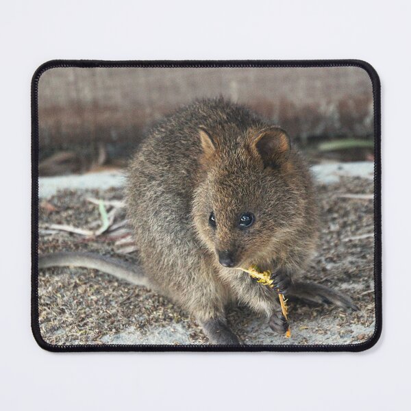 Item preview, Quokka Lunchtime designed and sold by Asoka.