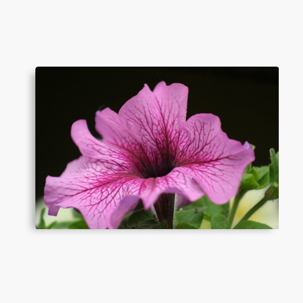 Petunia Canvas Print