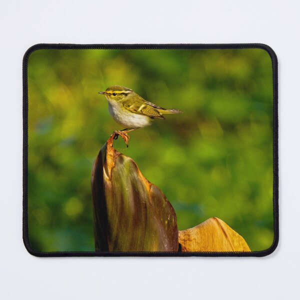 Item preview, Golden Light Perched Forest Warbler designed and sold by Dolpo.