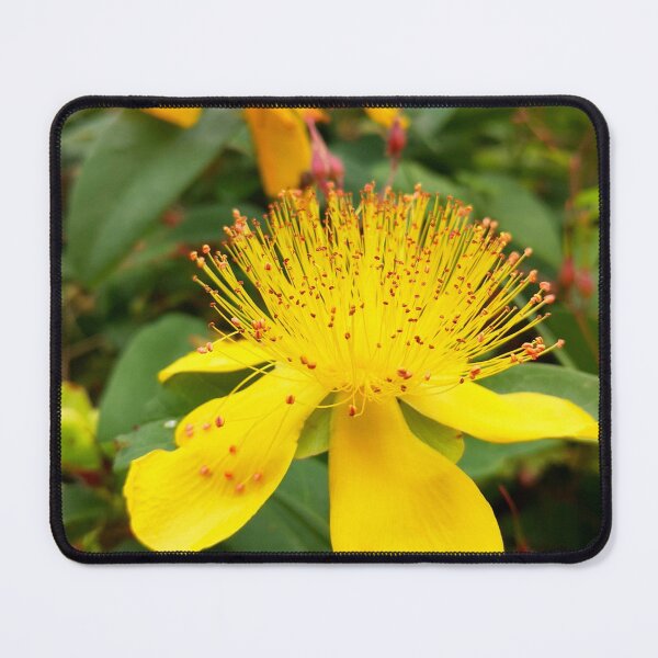 Item preview, Yellow Rose of Sharon Hypericum Flower Bloom designed and sold by Kainicram.