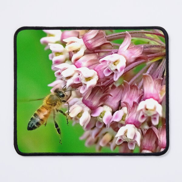 Item preview, Honeybee on Milkweed Flowers, Flora and Fauna Symbiosis designed and sold by AMacGPhilly.