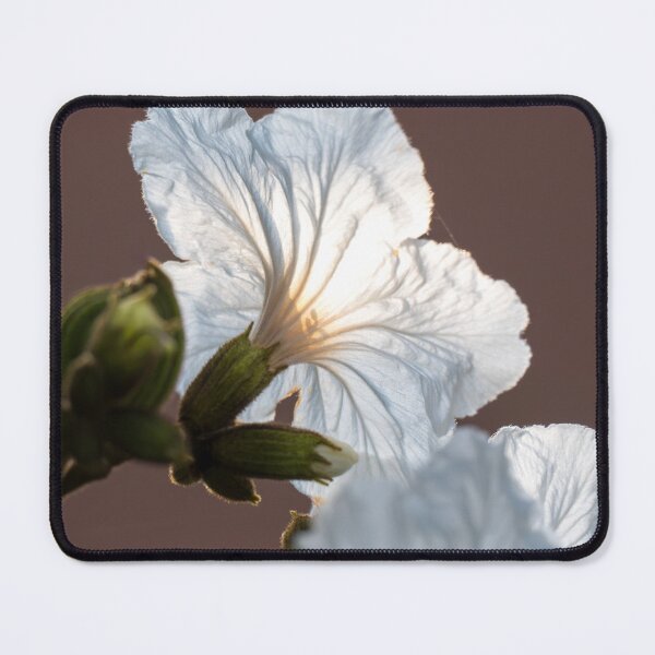 Item preview, Backlit Mexican Olive Flowers designed and sold by Debra Martz.
