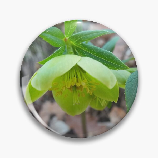 Item preview, Green Hellebore Flowers  Elegant Spring Nature Photography designed and sold by AndaBast.