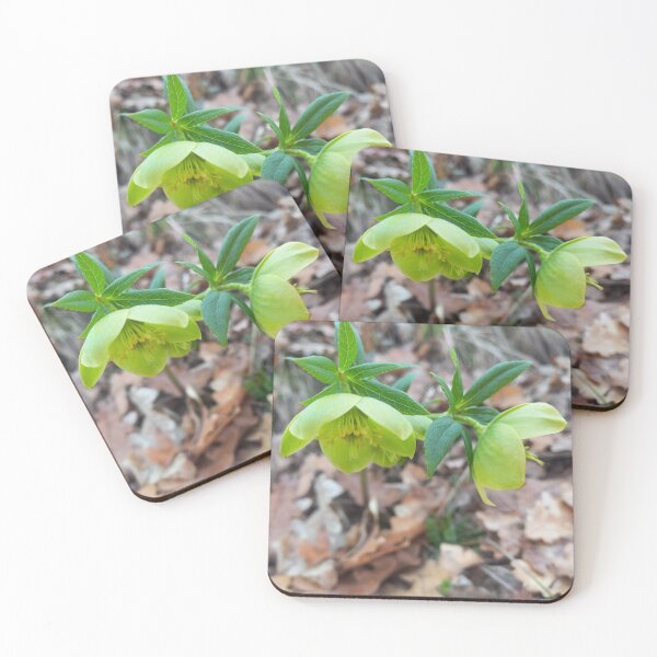 Item preview, Green Hellebore Flowers  Elegant Spring Nature Photography designed and sold by AndaBast.