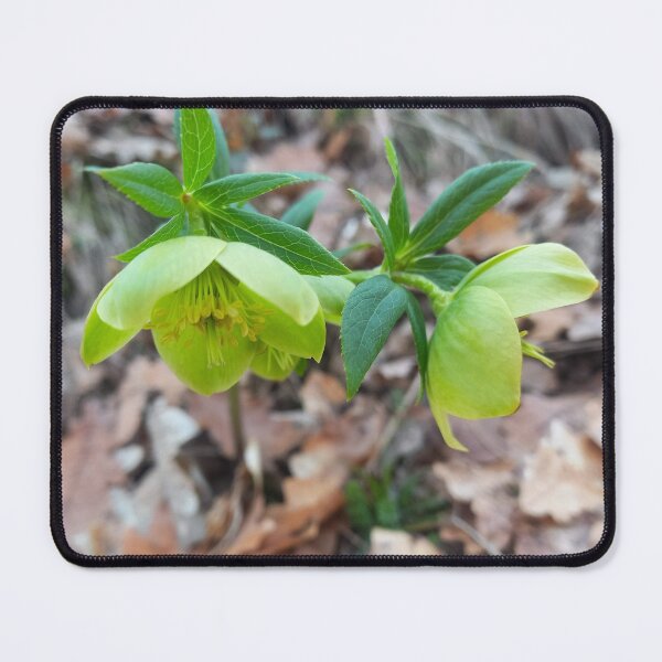 Item preview, Green Hellebore Flowers Elegant Spring Nature Photography designed and sold by AndaBast.
