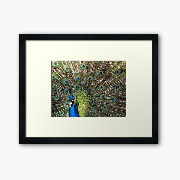 Dressed To The Nines Framed Art Print