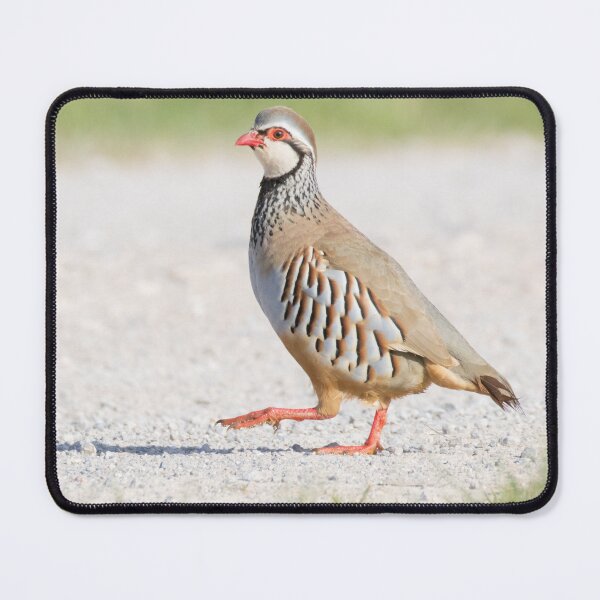 Item preview, Red Legged Partridge designed and sold by LaurenTucker.