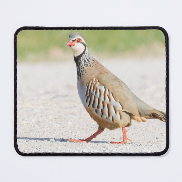 Item preview, Red Legged Partridge designed and sold by LaurenTucker.