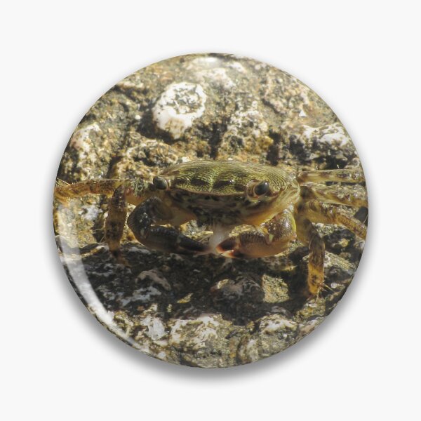Item preview, Small Green Shore Crab On Rocky Tidepool Rock In Bright Sunlight Coastal Close-Up designed and sold by Nmallia.