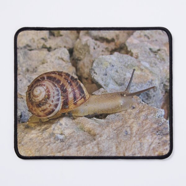 Item preview, Garden Snail Crawling Across Sunlit Rocky Surface With Spiral Brown Shell Close-Up designed and sold by Nmallia.