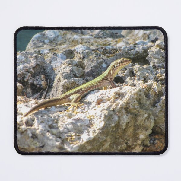 Item preview, Green Lizard Sunbathing on Rocky Shoreline Among Limestone Rocks Wildlife Reptile Close-Up designed and sold by Nmallia.
