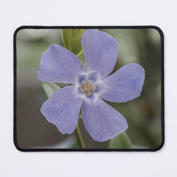 Item preview, Periwinkle designed and sold by MS.photo.