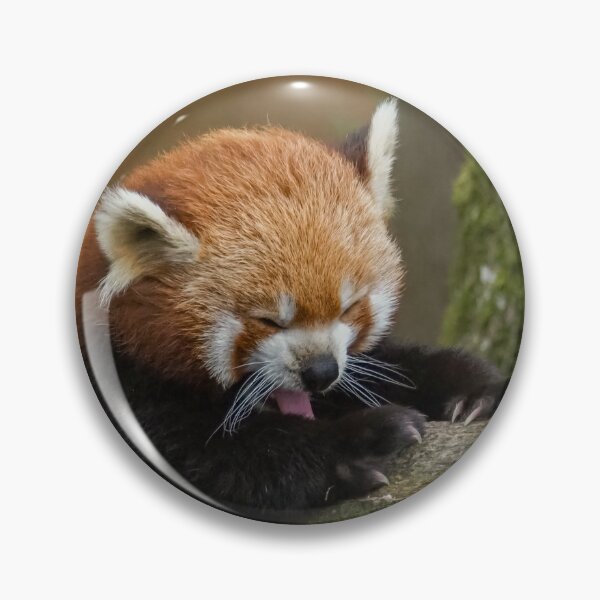 Item preview, Red panda designed and sold by MS.photo.