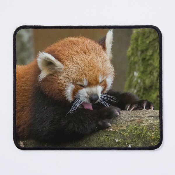 Item preview, Red panda designed and sold by MS.photo.