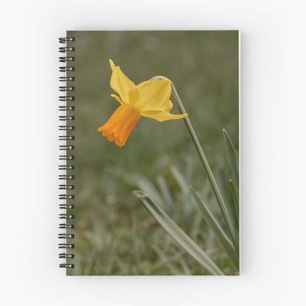 Item preview, Daffodil designed and sold by MS.photo.