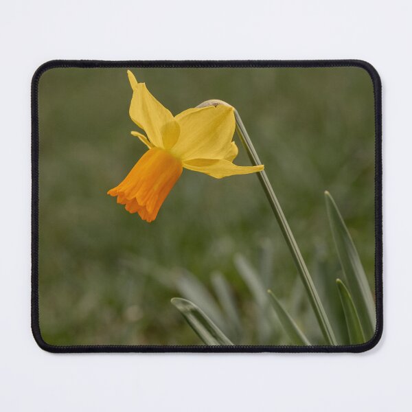 Item preview, Daffodil designed and sold by MS.photo.