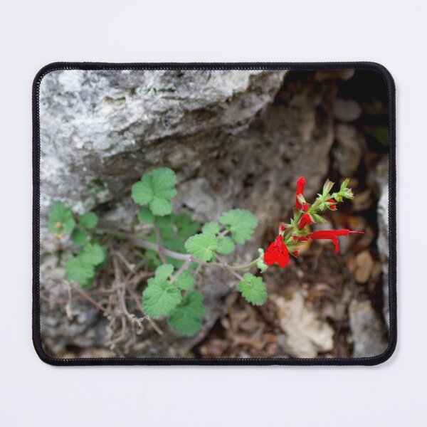 Item preview, Cedar Sage (Austin, TX) designed and sold by Scott K Smith.