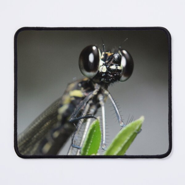 Item preview, Black-banded Gossamerwing designed and sold by JacJaq.