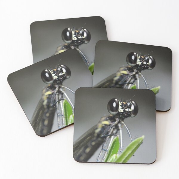 Item preview, Black-banded Gossamerwing designed and sold by JacJaq.