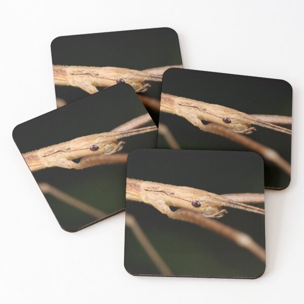 Item preview, Stick Insect designed and sold by JacJaq.