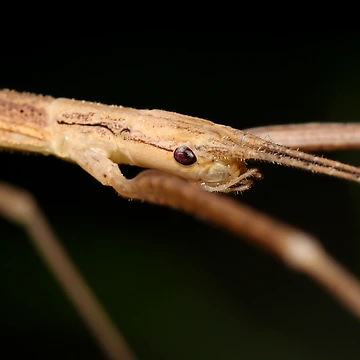 Artwork thumbnail, Stick Insect by JacJaq